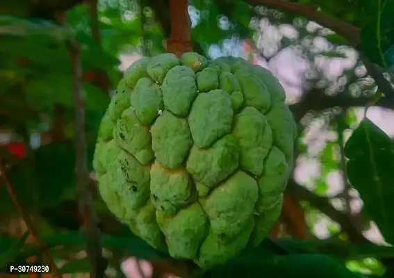 The Entacloo Custard Apple Plant Custard Apple Live Plant Disha2005513-thumb0