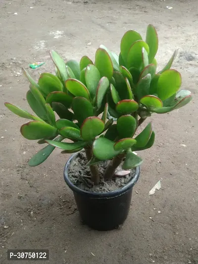 The Entacloo Crassula Plant CRASULAOVATA MONEY PLANT