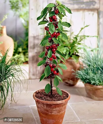 The Entacloo Cherry Fruit Plant Cherry Fruit Live PlantCF01-thumb0