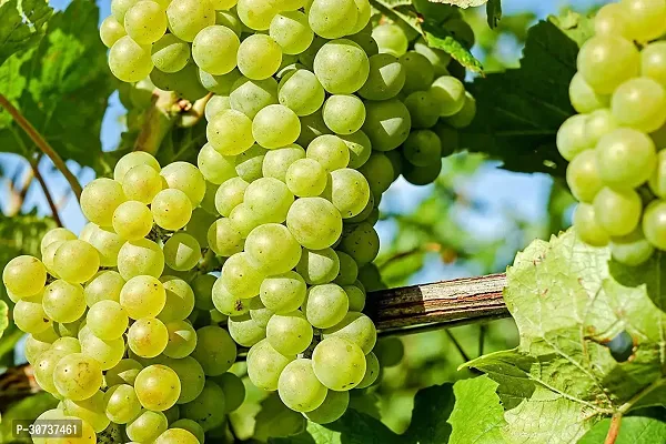 The Entacloo Grapes Plant Grapes Sweet Hybrid Plant (Pack Of 4) BG-6-thumb3