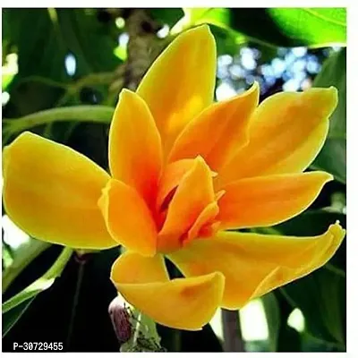 The Entacloo Golden Champa Plant tree21-thumb0