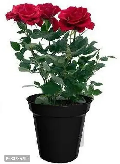 The Entacloo Rose Plant BHJG32-thumb0