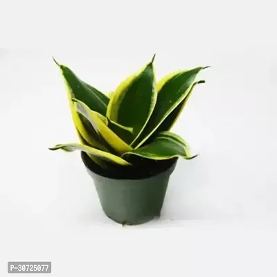 The Entacloo Snake Plant Snake Plant-thumb2