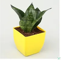 The Entacloo Golden Money Plant WoodGibbsGifts-WB-393-thumb2