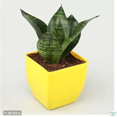 The Entacloo Golden Money Plant WoodGibbsGifts-WB-393-thumb3