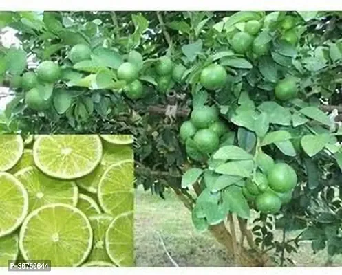 The Entacloo Lemon Plant Kamkot lemon fruit live plant Grefted.-thumb0