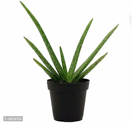 The Entacloo Aloe Vera Plant aloevera Live plant-thumb0