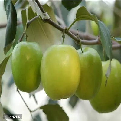 The Entacloo Apple Plant Indian Jujube Apple Ber ( Grafted ) Fruit Plants And Tree v5-thumb0