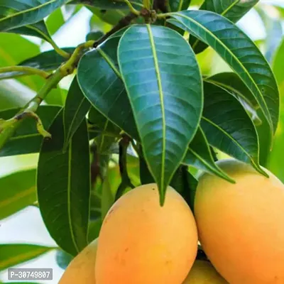 The Entacloo Mango Plant Lakshmanbhog Hybrid Mango PlantIG245-thumb0