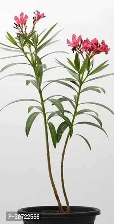 The Entacloo Oleander Plant Kolkekarobi Flower Plant (K10)-thumb0