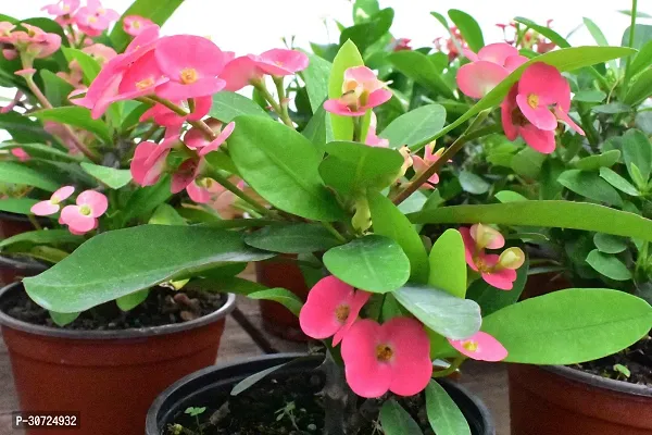 The Entacloo Euphorbia Plant Mili flowercrown of thornsChrist plant-thumb0