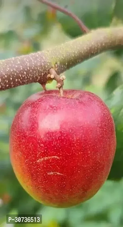 The Entacloo Ber Apple Plant Ber Apple-thumb3