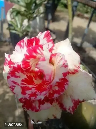 The Entacloo Adenium Plant Gardens Rare Exotic Adenium Obesum WhiteRed 1 Helathy Grafted Plant-thumb0