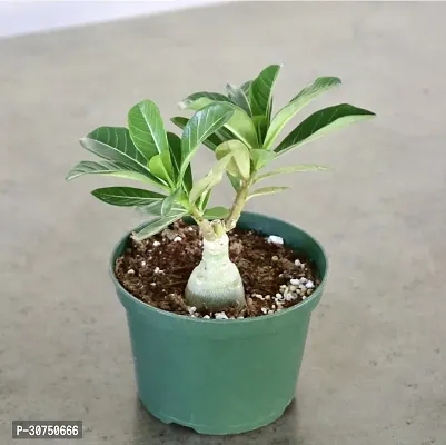 The Entacloo Adenium Plant adenium flower plant ak11-thumb0