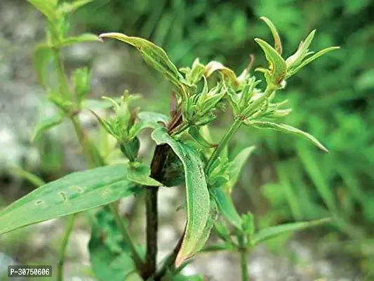 The Entacloo Chirayita Plant CHIRAYITA PLANT-thumb0