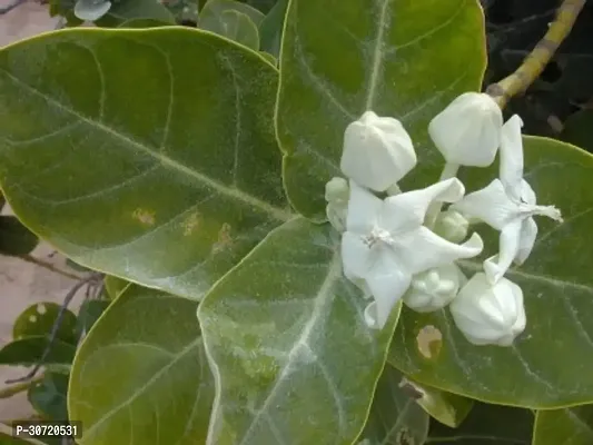 The Entacloo Safed Aak Plant Safed Aak Plant, Calotropis Gigantea, White Madar-thumb2