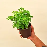 The Entacloo Aralia Plant tree10-thumb2