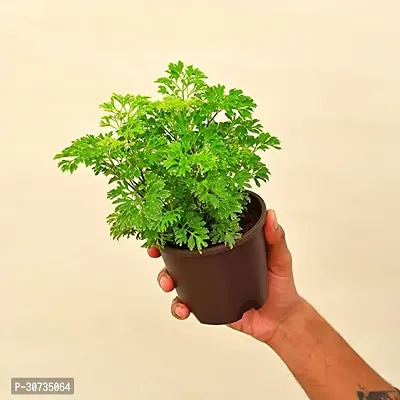 The Entacloo Aralia Plant tree10-thumb3