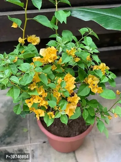 The Entacloo Baugainvillea Plant Bougainvillea Plant Kagaj Flower Live Plant FP8112-thumb0