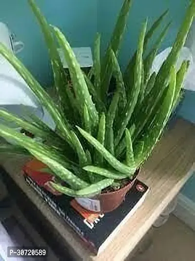 The Entacloo Aloe Vera Plant Aloe Vera Plant 108-thumb0