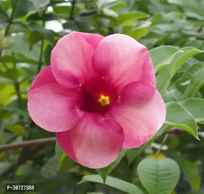 The Entacloo Thunberjia Plant Pink Allamandagolden trumpet maroon flower Harkakra flower plantS-thumb2