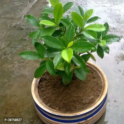 The Entacloo Ficus Bonsai Plant HJNB48-thumb0