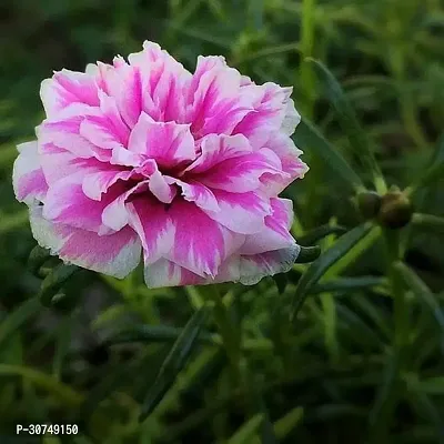 The Entacloo Portulaca Plant Portulaca 9 O Clock (Pink White)Plant-thumb0