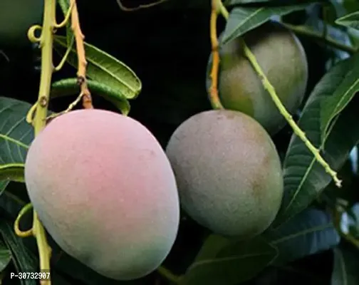 The Entacloo Mango Plant GULAB KHAS SWEET MANGO (GRAFTED) FRUIT PLANT-thumb2