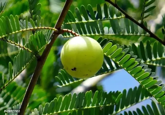 The Entacloo Amla Plant VBCN25-thumb0