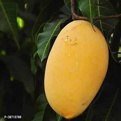 The Entacloo Mango Plant Mango Tree (Alphonso, Grafted) - Plant-thumb0