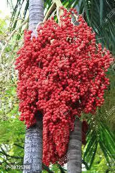 The Entacloo Betel NutSupari Plant BETEL NUT WW2-thumb0