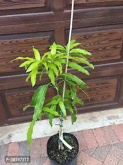 The Entacloo Mango Plant mango8-thumb0