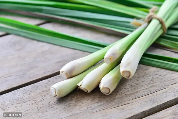 The Entacloo Lemon Grass Plant lemon grass-thumb3