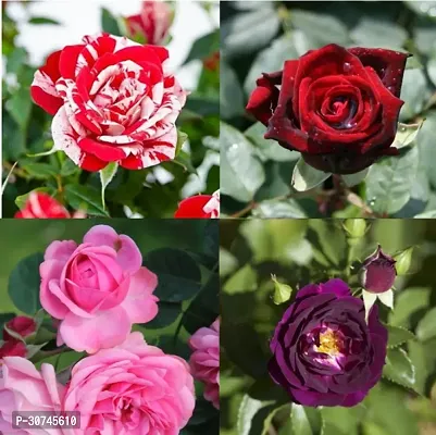 The Entacloo Rose Plant Hybrid RosePlant-thumb0