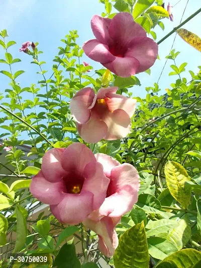 The Entacloo Almond Plant ALLAMANDA-thumb0