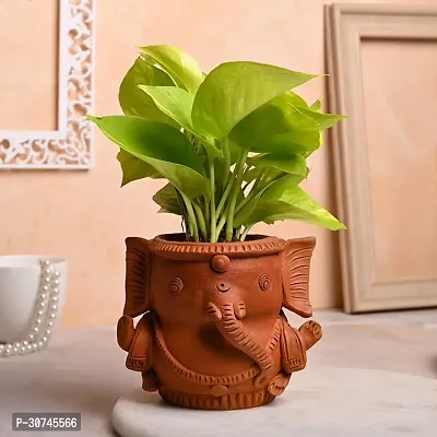 The Entacloo Money Plant Money Live Indoor Plant With Ganesha Shape Clay Pot For Home Decor-thumb0