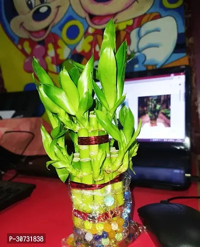 The Entacloo Lucky Bamboo Straight Stick LUCKY BAMBOO PLANT- NICE LIVE PLANT.-thumb0