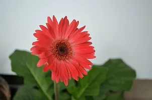 The Entacloo Gerbera Plant GERBERA PLANTZ22B-thumb1