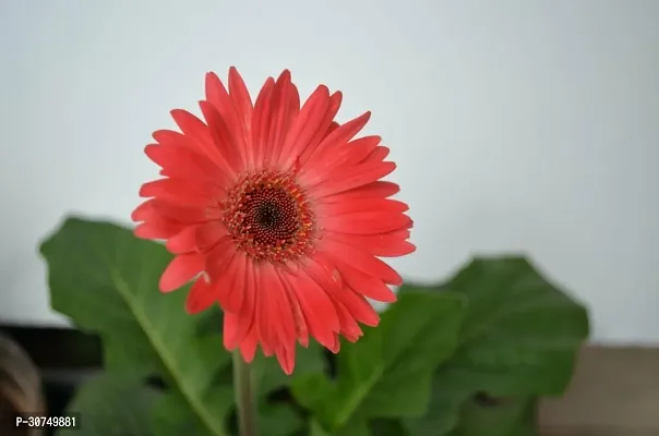 The Entacloo Gerbera Plant GERBERA PLANTZ22B-thumb2