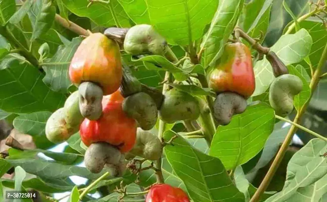 The Entacloo Cashew Plant zzz badam-thumb0