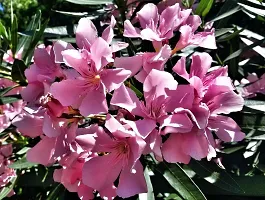 The Entacloo Oleander Plant Oleander PlantKarabi plant Nerium Oleander-thumb1