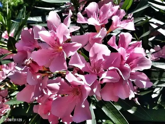 The Entacloo Oleander Plant Oleander PlantKarabi plant Nerium Oleander-thumb2