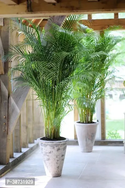 The Entacloo Areca Palm Areca Palm Plant B22-thumb0