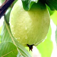 The Entacloo Guava Plant Live Chinese GuavaAmrudAmrood Fruit Plant (1 Healthy Fruit Tree Live Plant)-thumb2