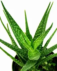 The Entacloo Aloe Vera Plant Hybride Aloevera Plant-thumb2