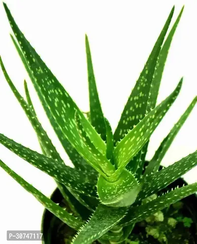 The Entacloo Aloe Vera Plant Hybride Aloevera Plant-thumb3