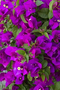 The Entacloo Bougainvillea Plant BOUGAINVILLE FLOWER PLANTS-thumb1