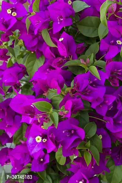 The Entacloo Bougainvillea Plant BOUGAINVILLE FLOWER PLANTS-thumb2