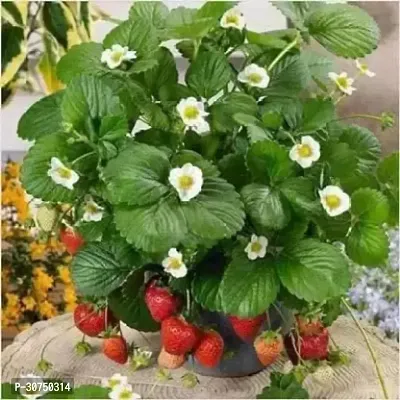 The Entacloo Strawberry Plant strawberry sww63-thumb0