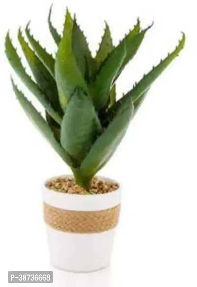 The Entacloo Aloe Vera Plant seva097